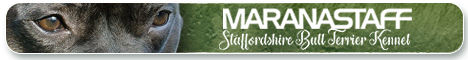 Maranastaff - Staffordshire bull terrier